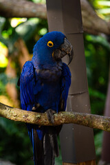 Hyacinth Macaw