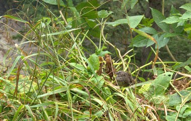Close up of small bird, specifically a Song Sparrow (Melospiza melodia), perched on some grass on an rainy overcast day. 