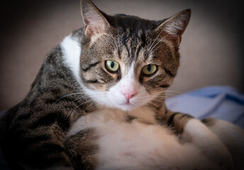 green eyed tabby cat