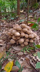 Asian mushrooms in nature