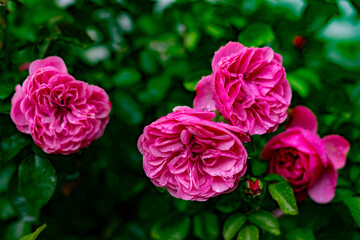 pink roses in garden