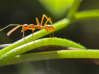 Close up of weaver ant (Oecophylla smaragdina), weaver ant or croto ant, macro shot of weaver ant on the leaves