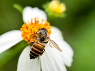 Close up of Honey bees sucking flower nectar