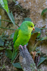 Plain Parakeet or Periquito Rico bird  of the Atlantic Forest - South East Brazil - South America(Brotogeris tirica)