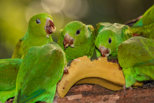 Plain Parakeets or Periquito Rico birds of the Atlantic Forest eating banana - South East Brazil - South America (Brotogeris tirica)