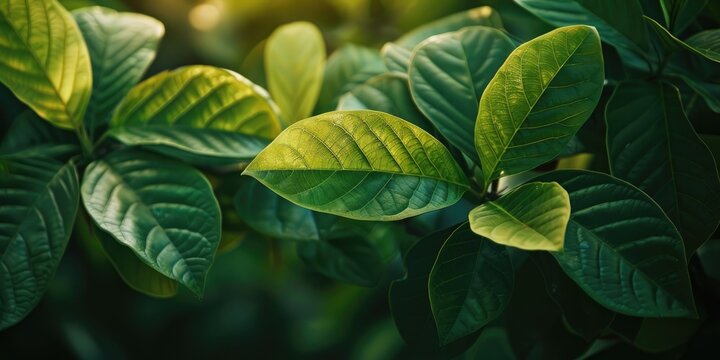 Psychotria Images – Browse 367 Stock Photos, Vectors, and Video | Adobe ...