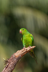 Plain Parakeet or Periquito Rico bird  of the Atlantic Forest - South East Brazil - South America(Brotogeris tirica)