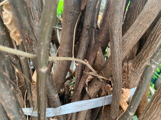 nature growth plant, tree in garden in Bangkok home, wood bark, brown Tree trunk