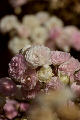 pink rose in the garden