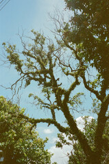 Fototapeta premium tree and sky