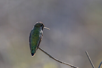 Fototapeta premium Hummingbirds