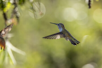 Hummingbirds