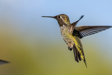 Fototapeta premium Hummingbirds