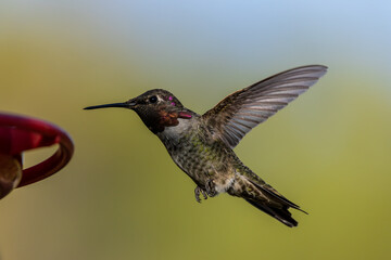 Fototapeta premium Hummingbirds