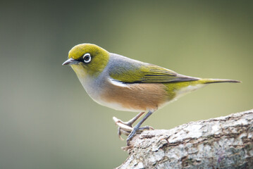 Silvereye or wax eye perched on branch isolated against out of focus background
