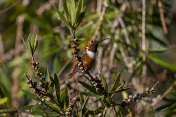 Hummingbirds