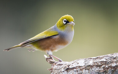 Silvereye or wax eye perched on branch isolated against out of focus background