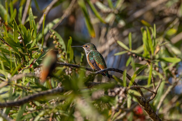 Hummingbirds