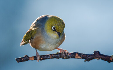 Silvereye or wax eye perched on branch isolated against out of focus background