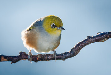 Silvereye or wax eye perched on branch isolated against out of focus background