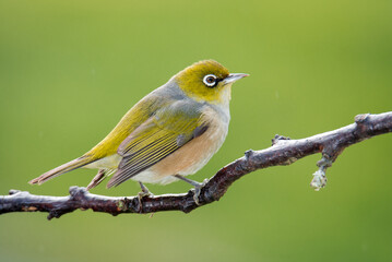 Fototapeta premium Silvereye or wax eye perched on branch isolated against out of focus background