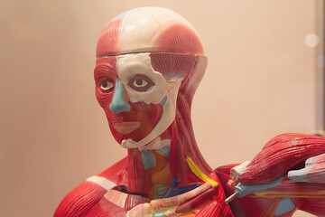Human internal organs dummy, training dummy, detail of the uscular system