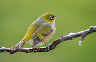 Silvereye or wax eye perched on branch isolated against out of focus background
