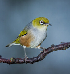 Silvereye or wax eye perched on branch isolated against out of focus background
