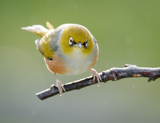 Silvereye or wax eye perched on branch isolated against out of focus background