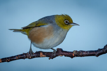 Silvereye or wax eye perched on branch isolated against out of focus background