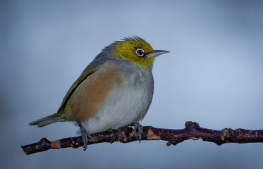 Silvereye or wax eye perched on branch isolated against out of focus background