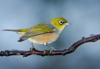 Obraz premium Silvereye or wax eye perched on branch isolated against out of focus background