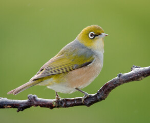 Silvereye or wax eye perched on branch isolated against out of focus background