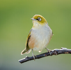 Silvereye or wax eye perched on branch isolated against out of focus background