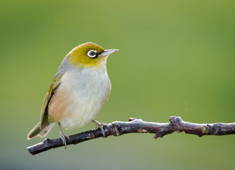 Silvereye or wax eye perched on branch isolated against out of focus background