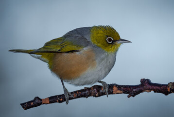 Silvereye or wax eye perched on branch isolated against out of focus background