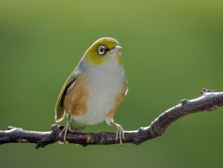 Silvereye or wax eye perched on branch isolated against out of focus background