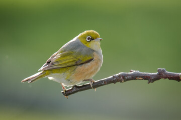 Silvereye or wax eye perched on branch isolated against out of focus background