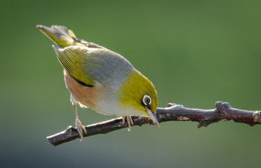 Silvereye or wax eye perched on branch isolated against out of focus background