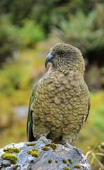 Kea, New Zealand's Native Alpine Parrot
