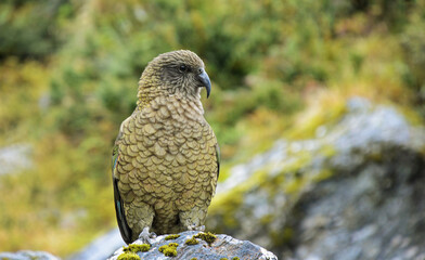Kea, New Zealand's Native Alpine Parrot