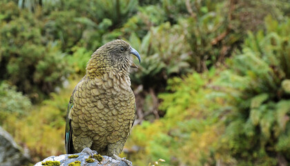 Kea, New Zealand's Native Alpine Parrot