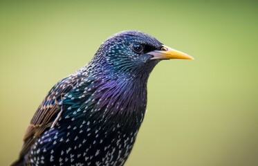 closeup of  a starling in its winter colors