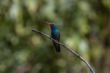 Hummingbirds