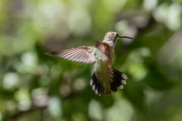 Fototapeta premium Hummingbirds
