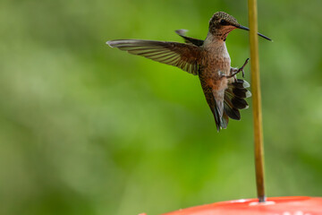 Fototapeta premium Hummingbirds