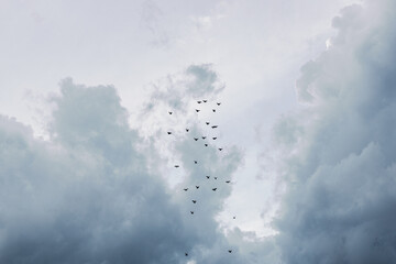 A flock of soaring pigeons in the sky.