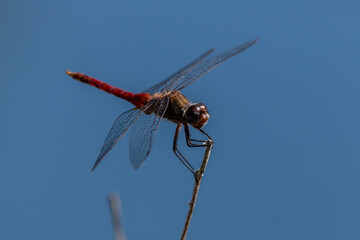 dragonfly