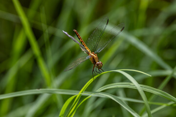 dragonfly