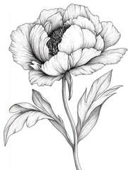 Line art illustration of a black and white peony flower featuring hand drawn contours Perfect for greeting cards and invitations for various celebrations